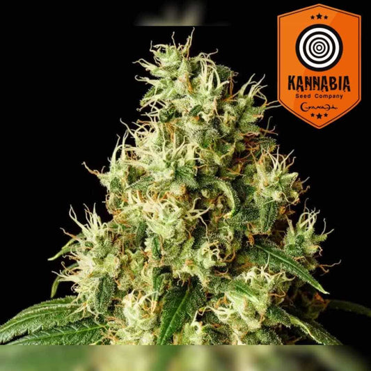Mimosa Dream Bud mit dichten Blüten, orangefarbenen Härchen und harzreicher Kristallstruktur