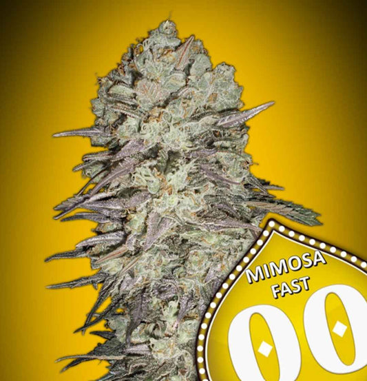 Kompakte Mimosa Fast Bud mit dichten, harzigen Blüten und violett-grünen Zuckerblättern auf gelbem Hintergrund.