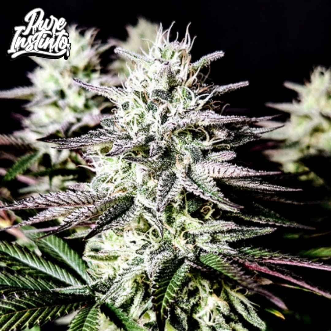 Mimosa Cannabis Blüte mit dichten harzigen Buds und violettgrünen Zuckerblättern in der späten Blütephase