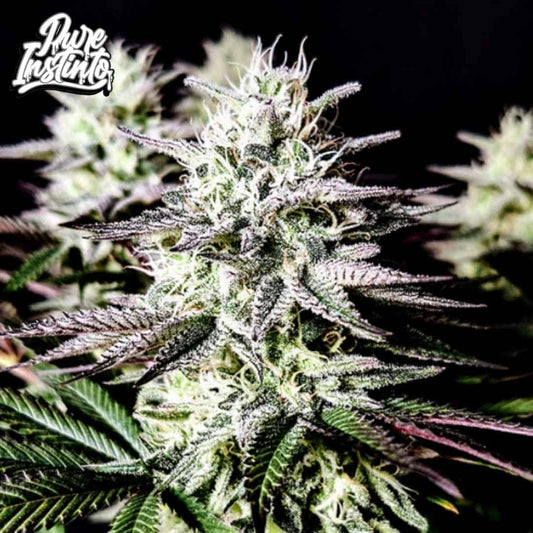 Mimosa Cannabis Blüte mit dichten harzigen Buds und violettgrünen Zuckerblättern in der späten Blütephase