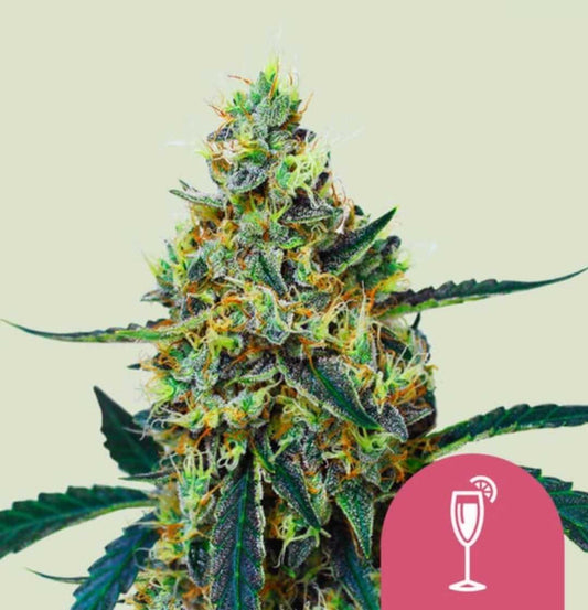 Mimosa Blüte: harzreiche Cannabisbud mit orangefarbenen Härchen und dunkelgrünen Zuckerblättern