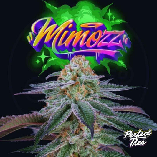 Mimozz Cannabis Blüte mit dichten, harzigen Buds und violett-grünen Blättern