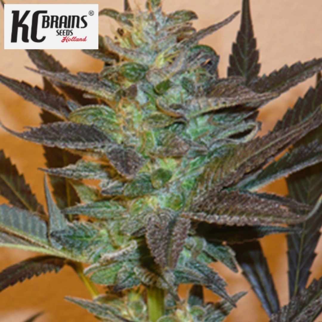 Mind Bender Cannabisblüte mit harzigen Kelchen und dunklen, schmalen Blättern