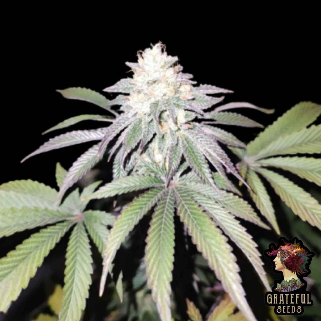 Mind Fuelz mit dichter, harziger Blüte und hellgrünen Blättern in der späten Blütephase