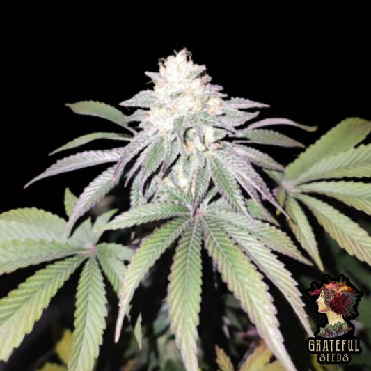 Mind Fuelz mit dichter, harziger Blüte und hellgrünen Blättern in der späten Blütephase