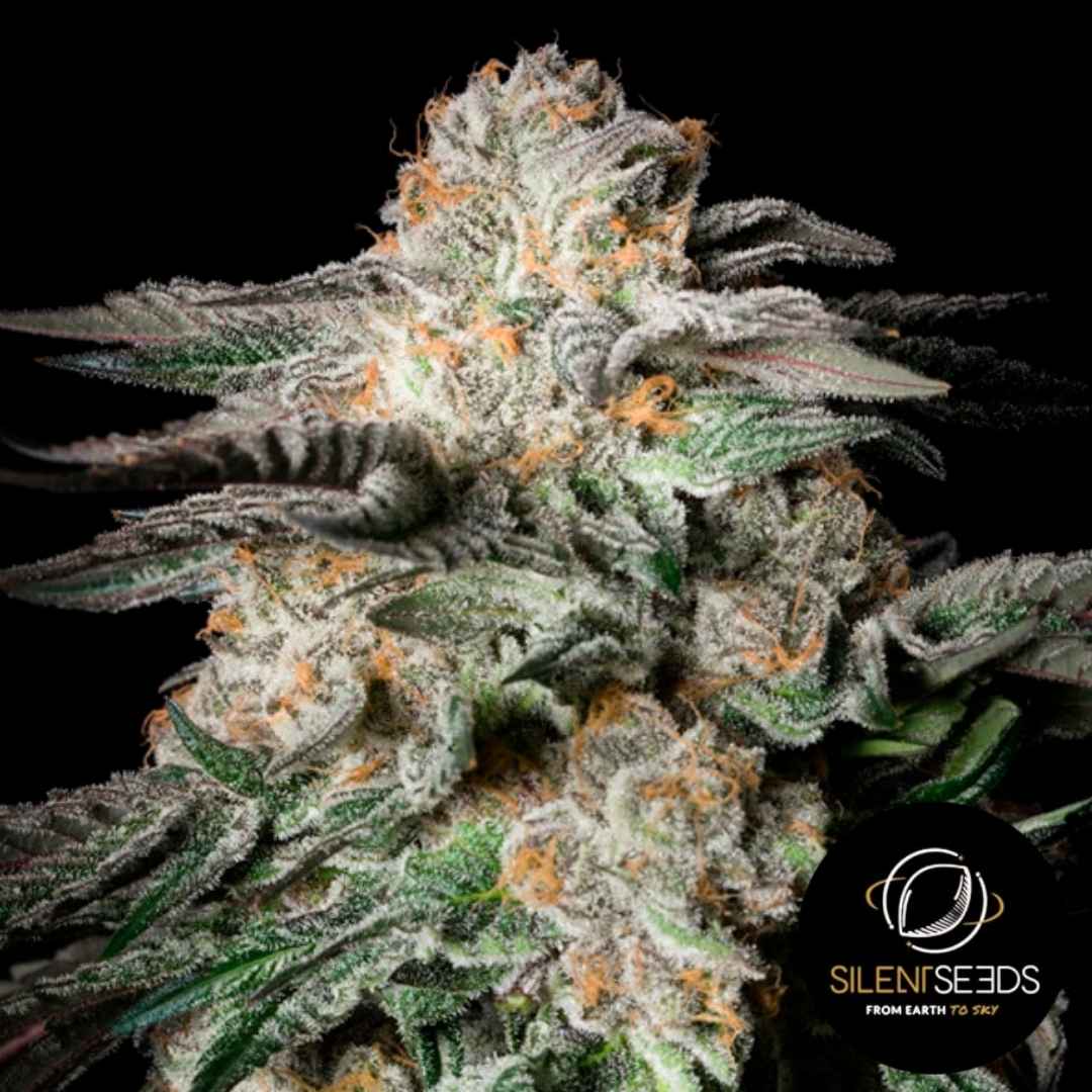 Dichte Mint Candy Blüte mit weißen Trichomen und orangefarbenen Blütenhärchen, typisch für Silent Seeds.