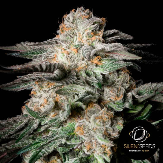 Dichte Mint Candy Blüte mit weißen Trichomen und orangefarbenen Blütenhärchen, typisch für Silent Seeds.