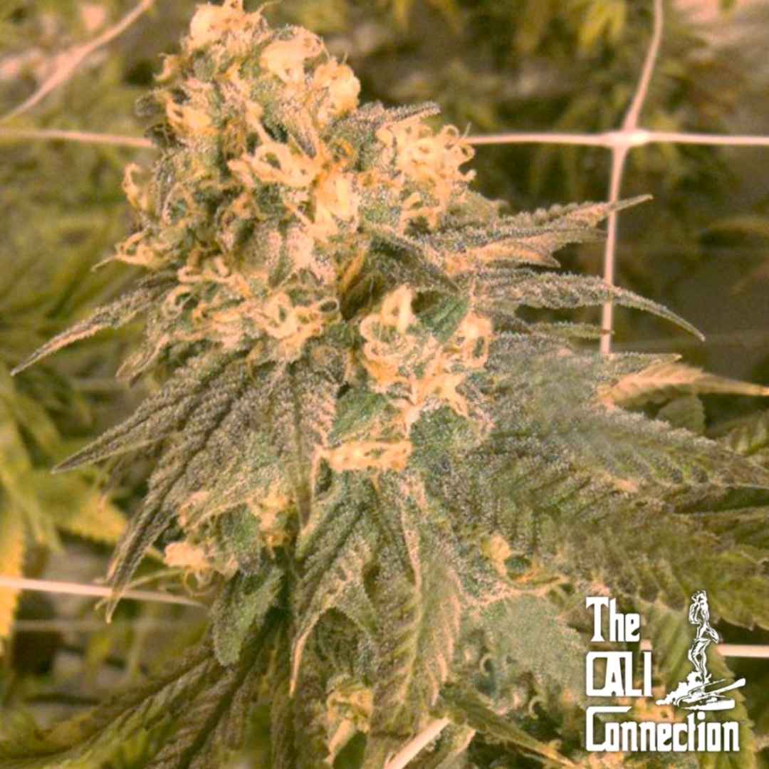 Frostige Mint Milano Blüte mit dichten Harzschichten und orangefarbenen Blütenhaaren.