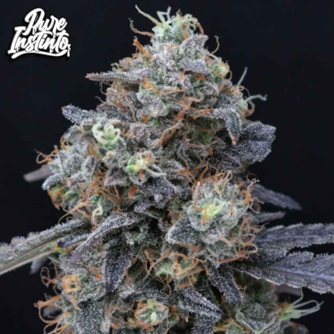 Minty Grape Kush Blüte mit dichten harzigen Buds, violetten Blättern und orangefarbenen Härchen in der späten Blütephase