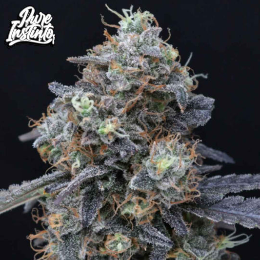 Minty Grape Kush Blüte mit dichten harzigen Buds, violetten Blättern und orangefarbenen Härchen in der späten Blütephase