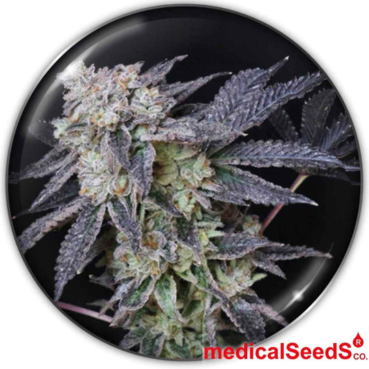 Harzige Mintzkittlez Blüte mit violetten Zuckerblättern und dichten, frostigen Kelchen