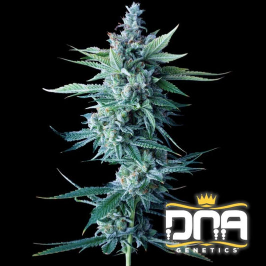 Miss DNA Cannabispflanze mit dichten, harzüberzogenen Blüten und kräftig grünen Blättern