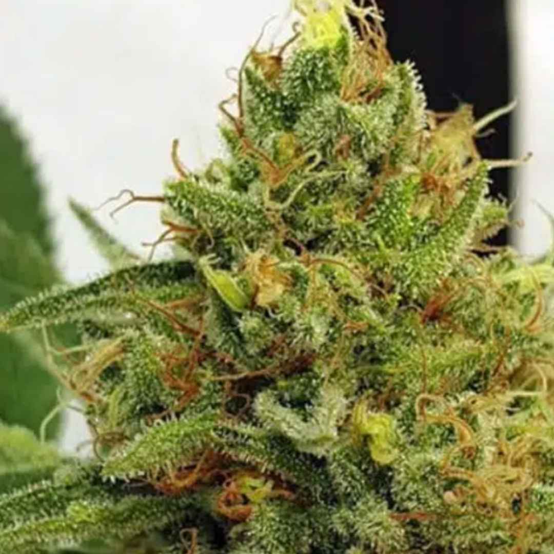 Miss Orange Nectar von ZmoothieZ mit dichter Cannabisblüte und orangefarbenen Pistillen.