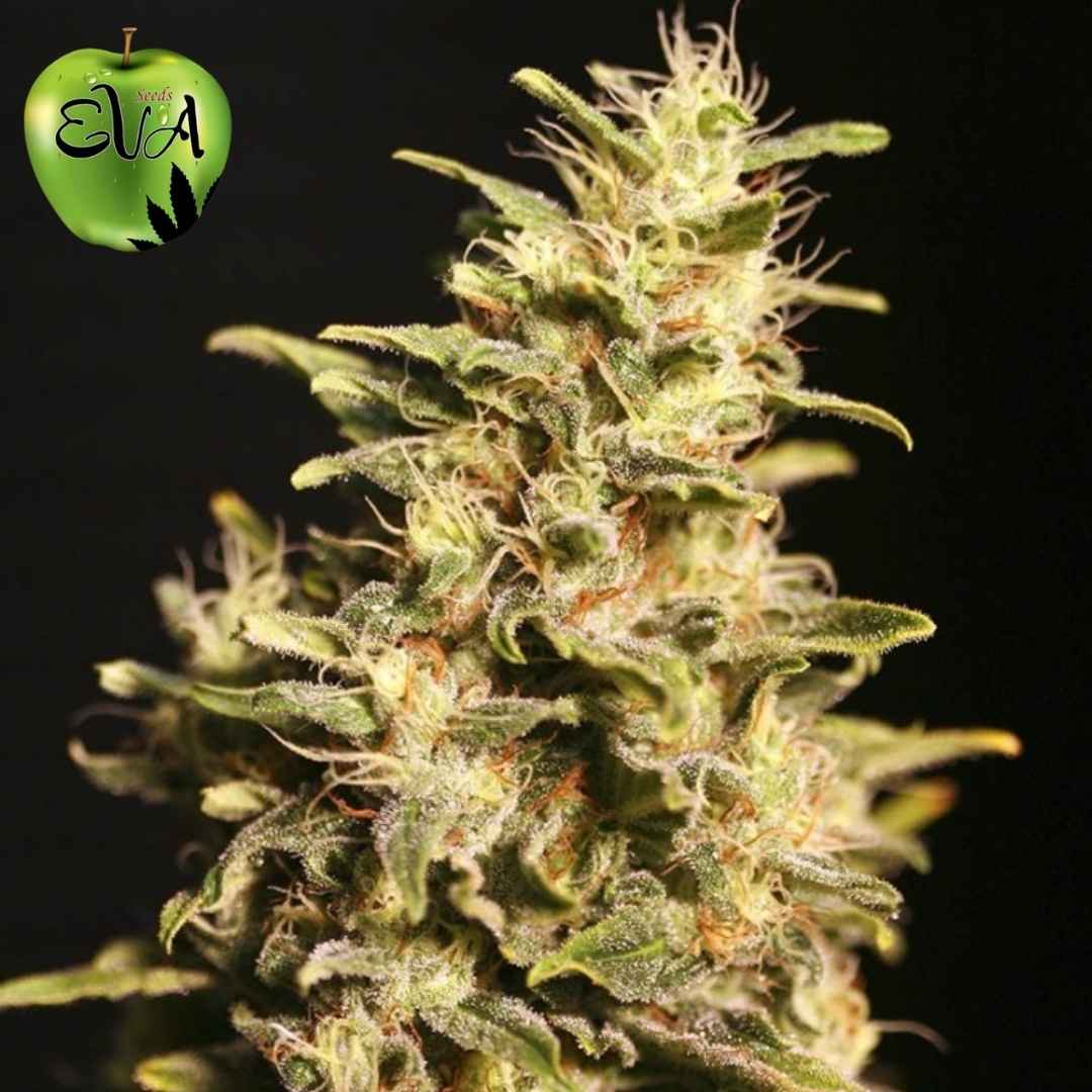 Missing In Barcelona Cannabis Blüte mit dichten Buds, weißen Trichomen und orangefarbenen Härchen