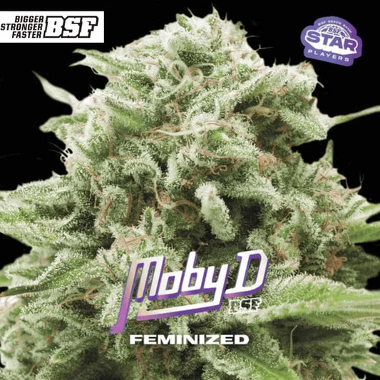 Moby D feminisierte Cannabisblüte mit dichter Struktur, starkem Harzbesatz und sichtbaren Trichomen