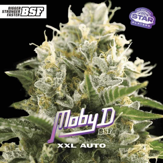 Harzige Cannabisblüte der Sorte Auto Moby D XXL mit dichten Buds, vielen Trichomen und hellen Blütenfäden