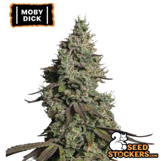 Auto Moby Dick Hauptcola mit dichten, harzigen Buds und sichtbaren Trichomen, typisch für sativadominante