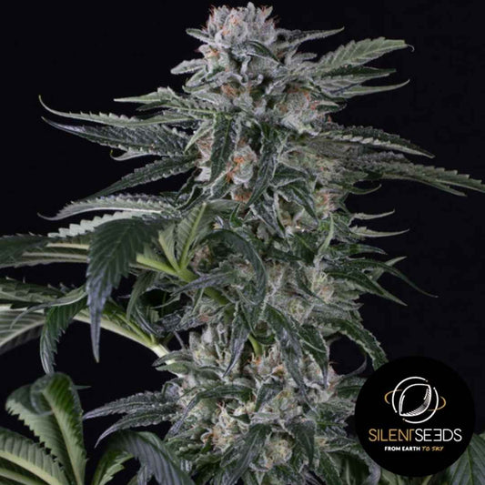 Moby Dick Auto Pflanze mit dichten, harzigen Buds und leuchtend orangefarbenen Blütenhaaren