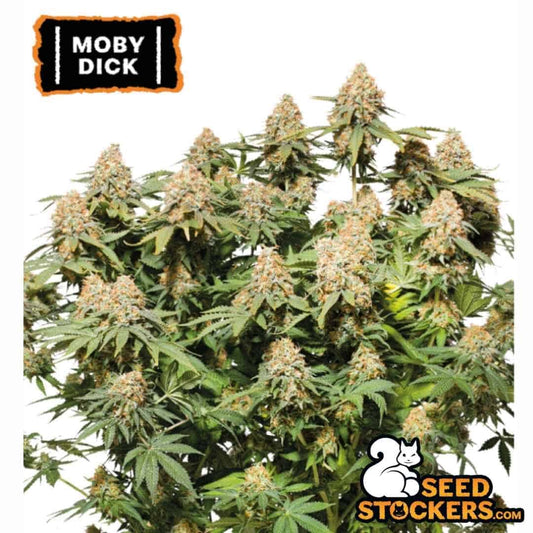 Moby Dick Cannabispflanze mit großen, harzigen Buds und dichter Blütenstruktur in voller Blüte