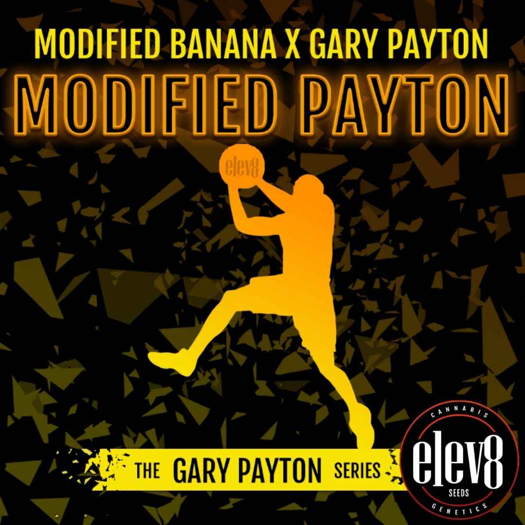 Modified Payton Grafik mit Basketball-Silhouette und Sortenname von Elev8 Seeds