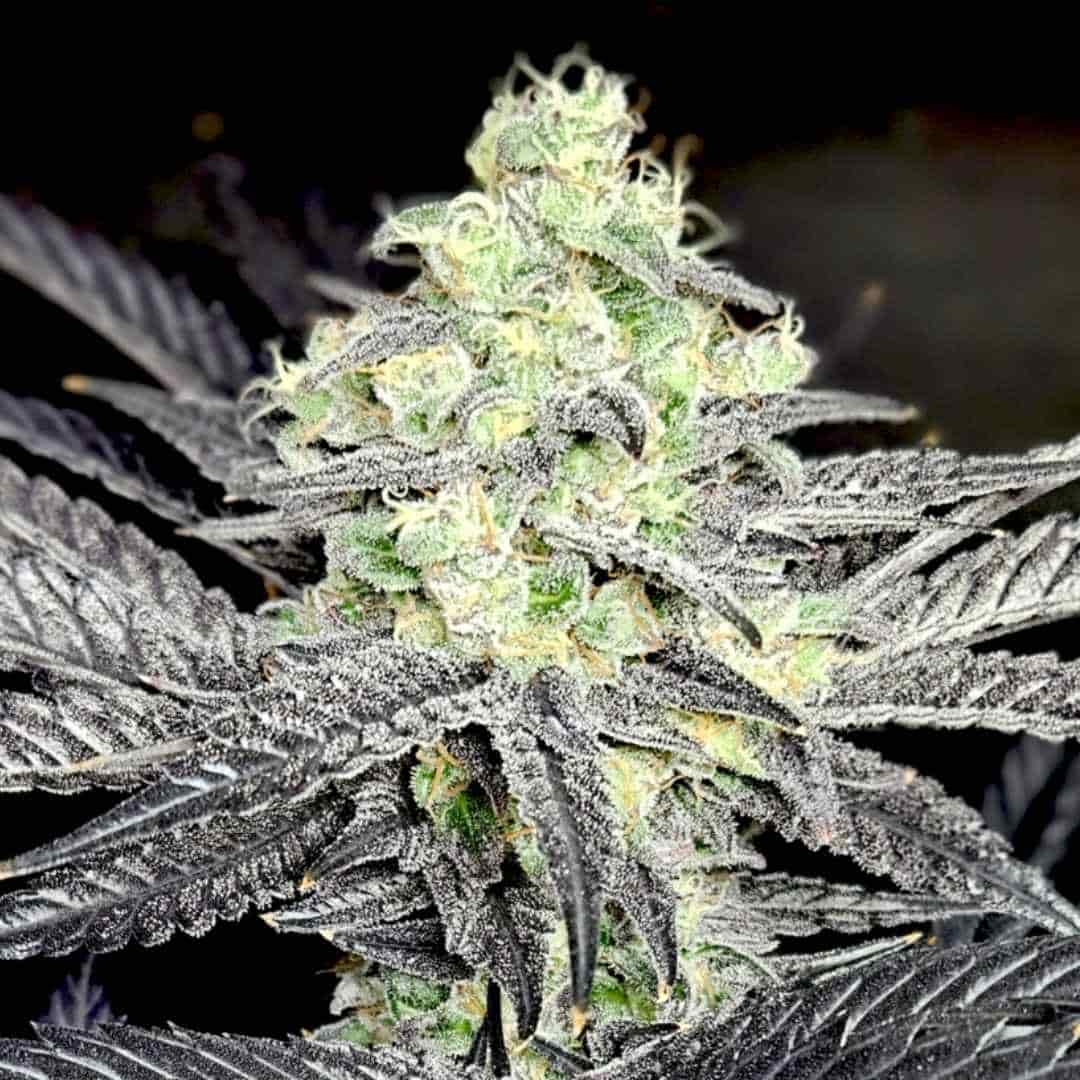 Modified Payton Blüte mit dichten Trichomen und dunkelvioletten Zuckerblättern