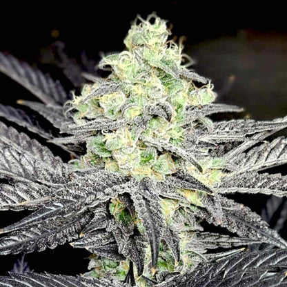 Modified Payton Blüte mit dichten Trichomen und dunkelvioletten Zuckerblättern