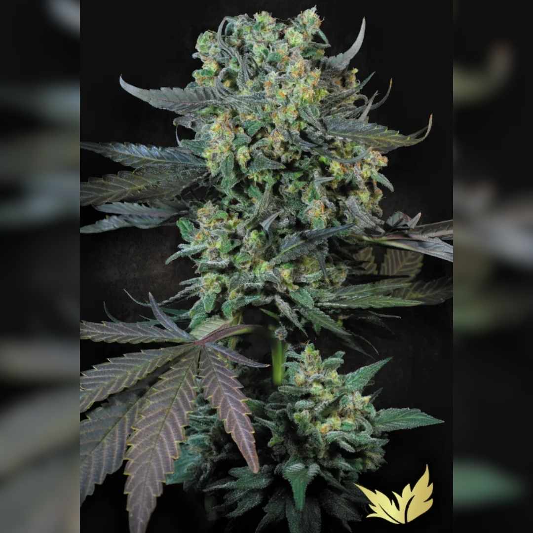 Dichte Momo Blüten mit grünen Knospen, orangen Härchen und dunklen Blättern voller Harz.