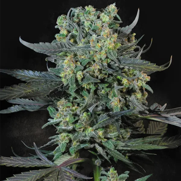 Momo (Paradise Seeds) Feminisiert