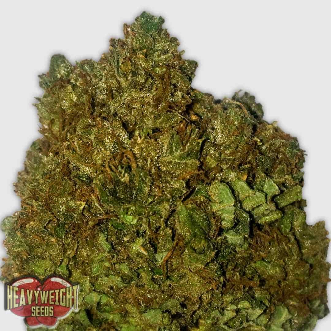 Money Bush Blüte mit dichten, harzigen Buds und orangefarbenen Pistillen