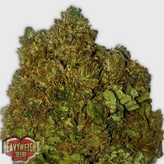 Money Bush Blüte mit dichten, harzigen Buds und orangefarbenen Pistillen