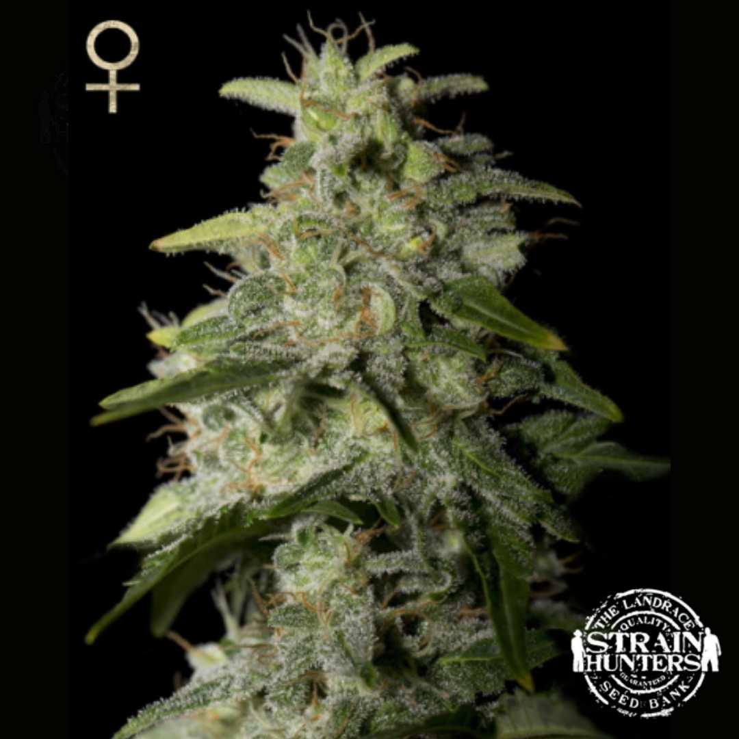 Dichte Money Maker Cannabisblüte mit harzigen Trichomen, orangefarbenen Blütenfäden und kräftigen Zuckerblättern.