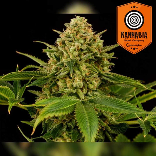 Nahaufnahme einer dichten Monkey Grease Blüte mit leuchtend grünen Blättern und reichlich Harztrichomen.