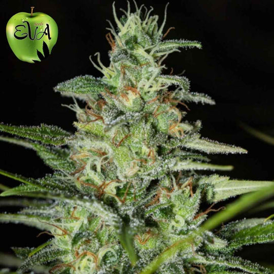 Monster CBD Blüte mit dichten, harzigen Buds, weißen Trichomen und orangefarbenen Härchen