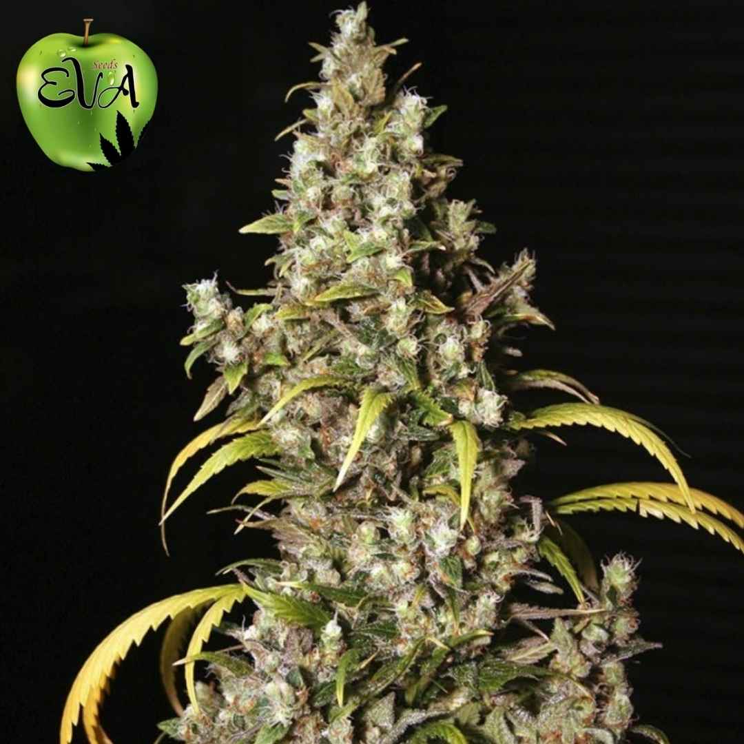 Monster Cannabispflanze mit dichten, harzigen Blüten und sichtbaren Trichomen in der späten Blütephase