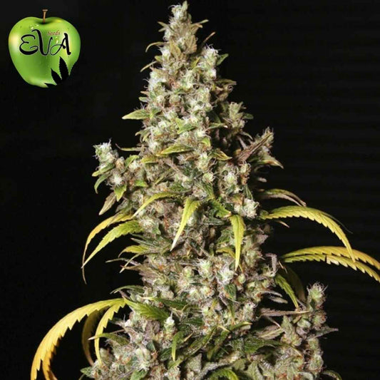 Monster Cannabispflanze mit dichten, harzigen Blüten und sichtbaren Trichomen in der späten Blütephase