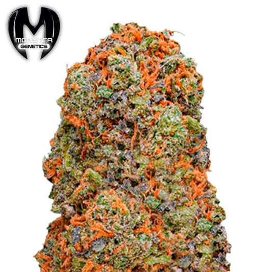 Dichte Monster Gelato Cannabisblüte mit orangefarbenen Härchen und harzigen grünen Blütenkelchen