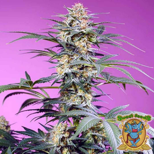 Dichte Monster Maker Cannabispflanze mit harzigen Buds und grünen Blättern in voller Blüte.