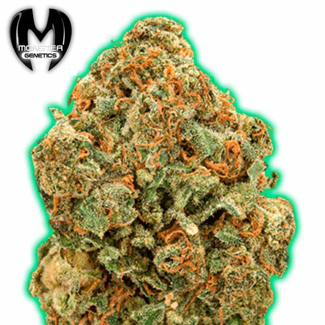 Monster Moby Cannabisblüte mit dichten Trichomen und orangefarbenen Blütenfäden