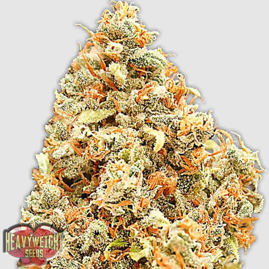 Monster Profit Blüte mit dichten, harzigen Buds und leuchtend orangefarbenen Stempeln