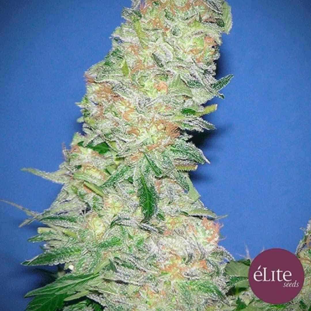Mota Khan Afgana Cannabisblüte mit dichten Trichomen, grünen Blättern und orangefarbenen Härchen
