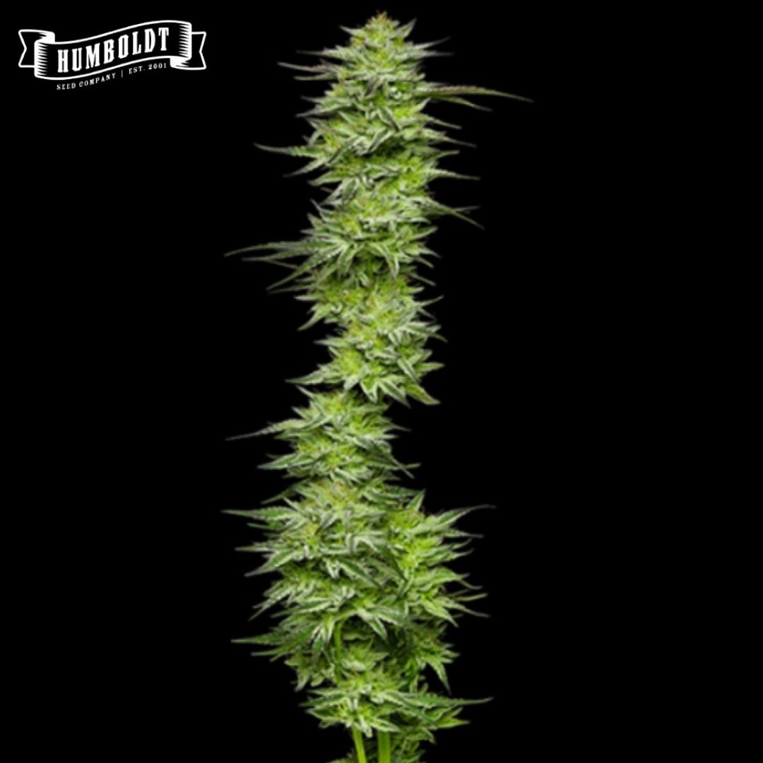 Mountaintop Mint Cannabisblüte mit dichter, harziger Cola und schmalen grünen Zuckerblättern