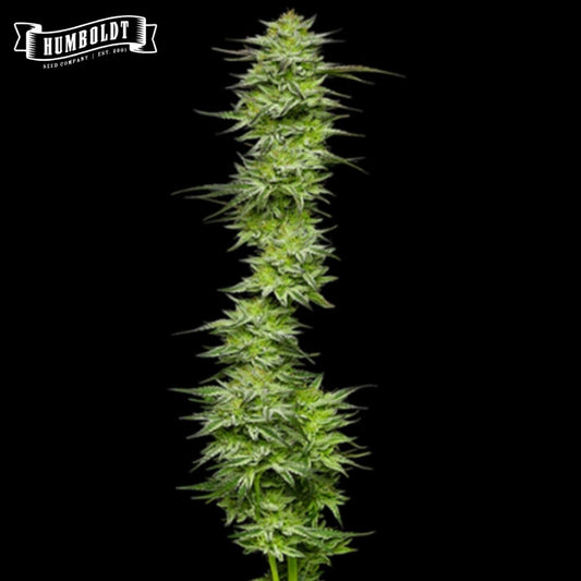Mountaintop Mint Cannabisblüte mit dichter, harziger Cola und schmalen grünen Zuckerblättern