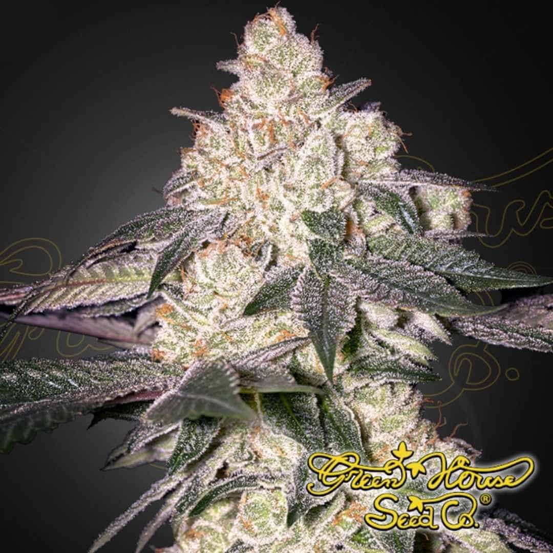 Moweeto Cannabispflanze mit dichten, harzigen Blüten, vielen Trichomen und orangefarbenen Stempeln