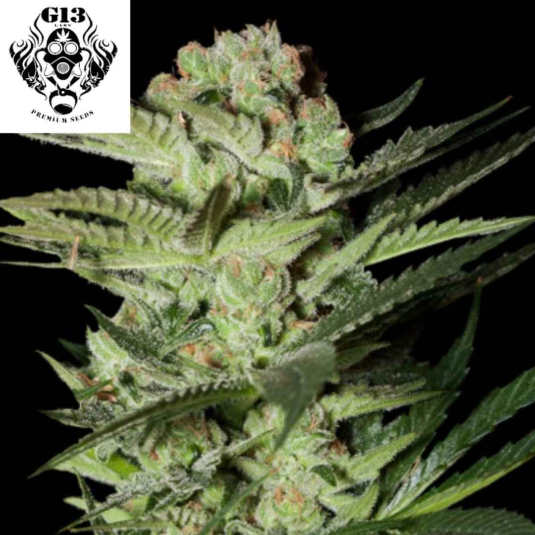 Mozzarella Cannabisblüte mit dichten, stark harzigen Buds und orangefarbenen Pistillen an kompakter Pflanze