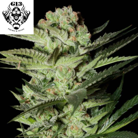 Mozzarella Cannabisblüte mit dichten, stark harzigen Buds und orangefarbenen Pistillen an kompakter Pflanze