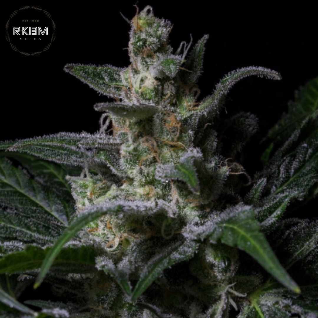 Muse Cannabisblüte mit dichter Harzschicht und sichtbaren Trichomen auf kompakten Buds