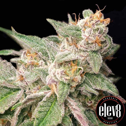 Mystery Made 2 Buds mit dichten Trichomen und frostigem Blütenprofil von Elev8 Seeds