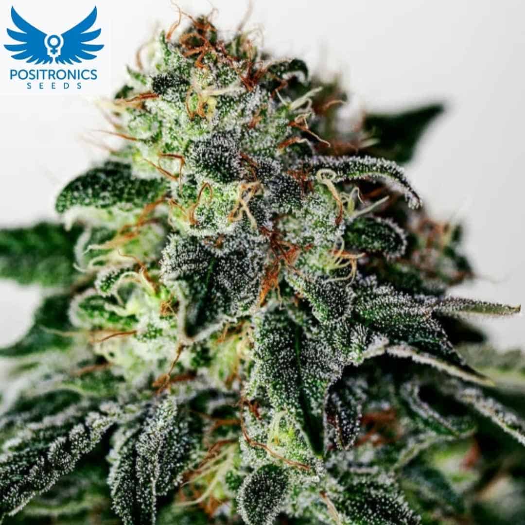 Mystic Cookie Auto Cannabisblüte mit dichten harzigen Buds und orangefarbenen Stempeln, starke Trichombildung bei Autoflower Sorte