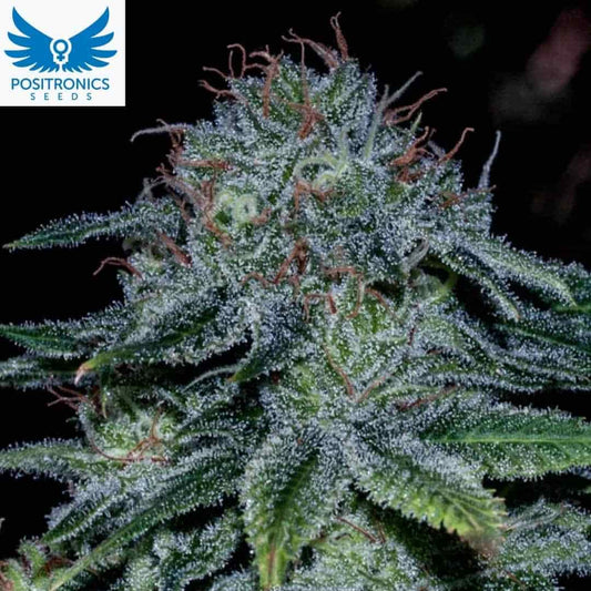 Mystic Cookie Cannabisblüte mit dichten harzigen Buds und orangefarbenen Pistillen in der Blütephase