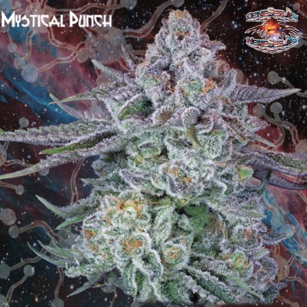 Mystical Punch Blüte mit dichter Harzschicht, grünen Zuckerblättern und orangefarbenen Blütenfäden